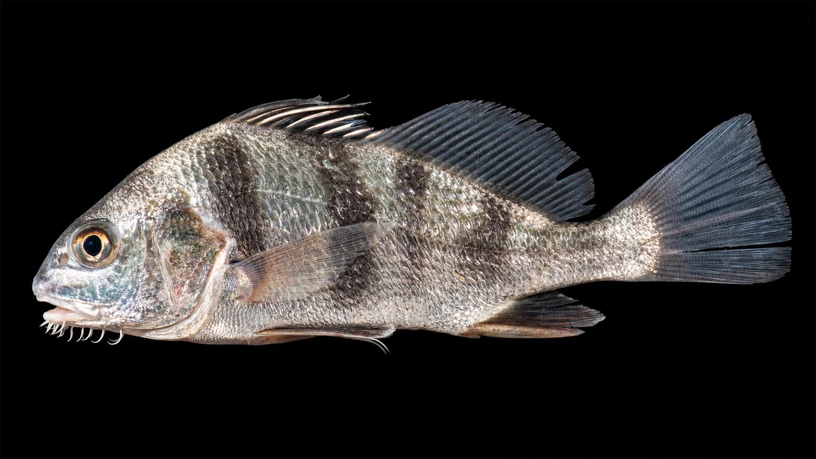 Black drum