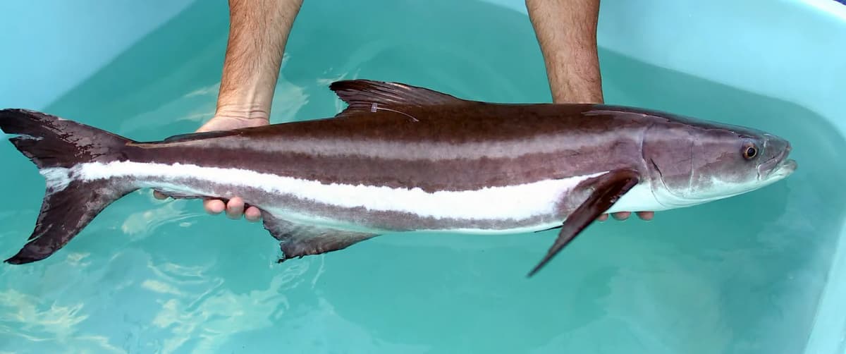 Cobia