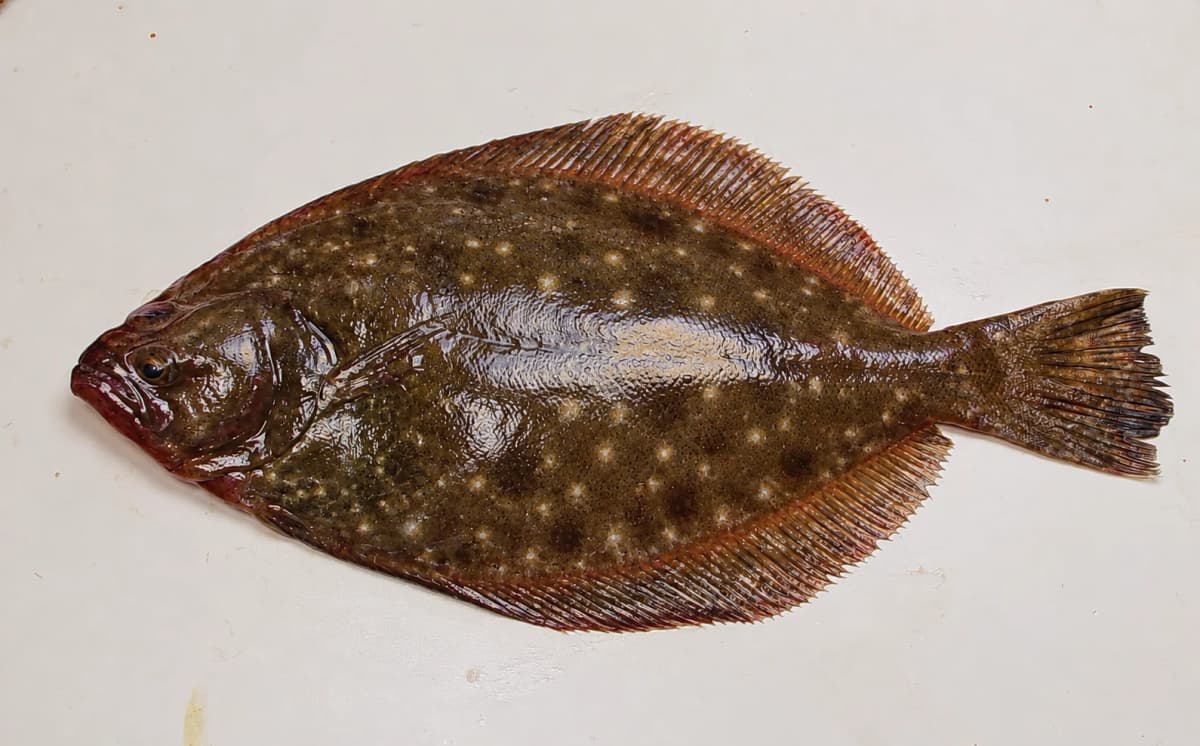 Southern flounder