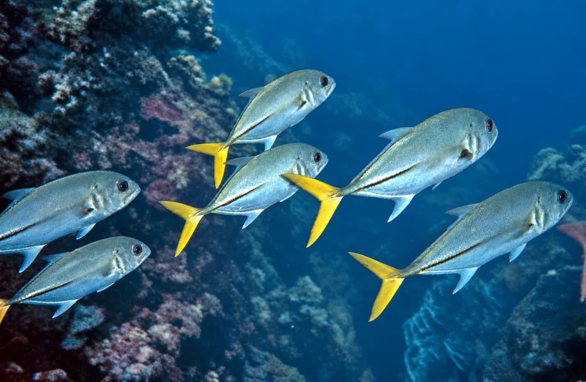 Crevalle jacks