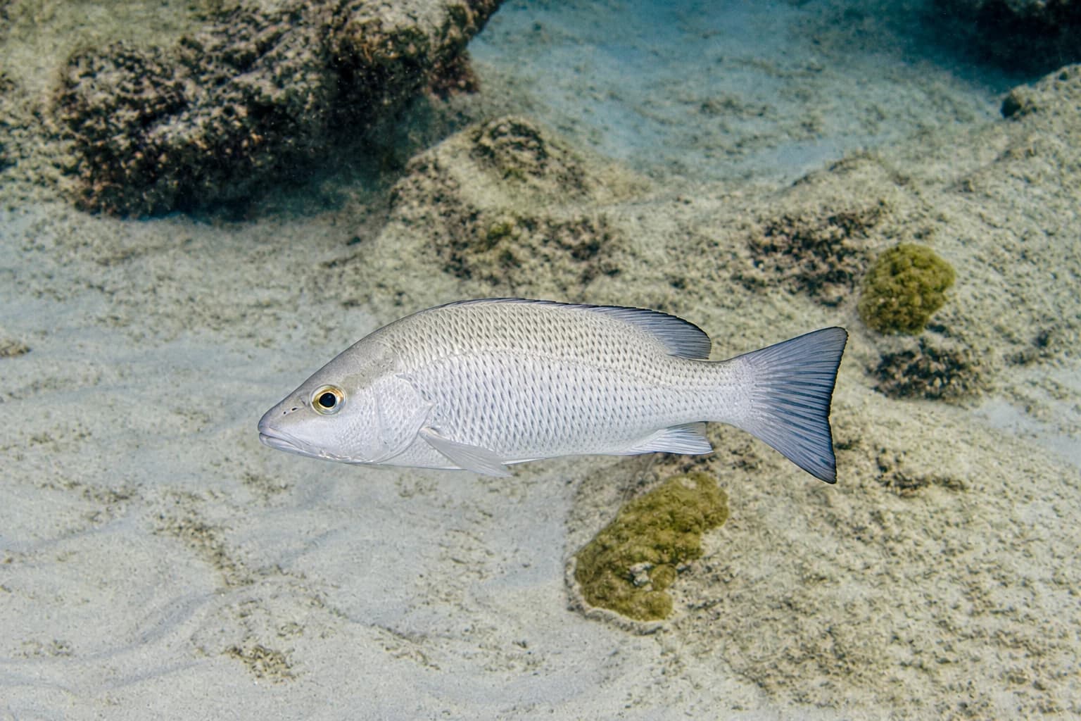Mangrove snapper