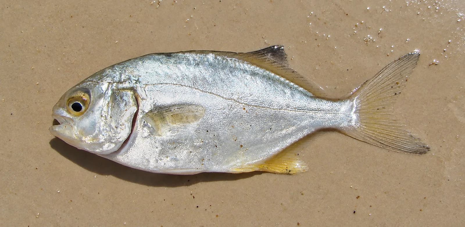 Florida pompano