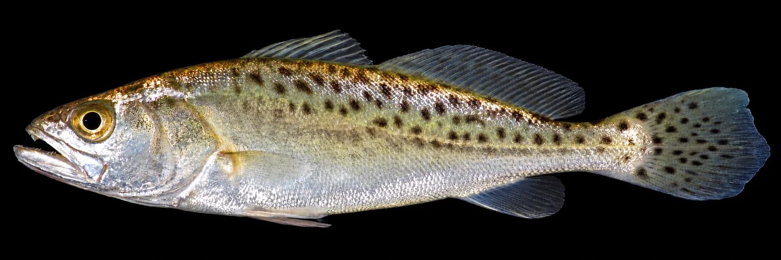 Spotted seatrout