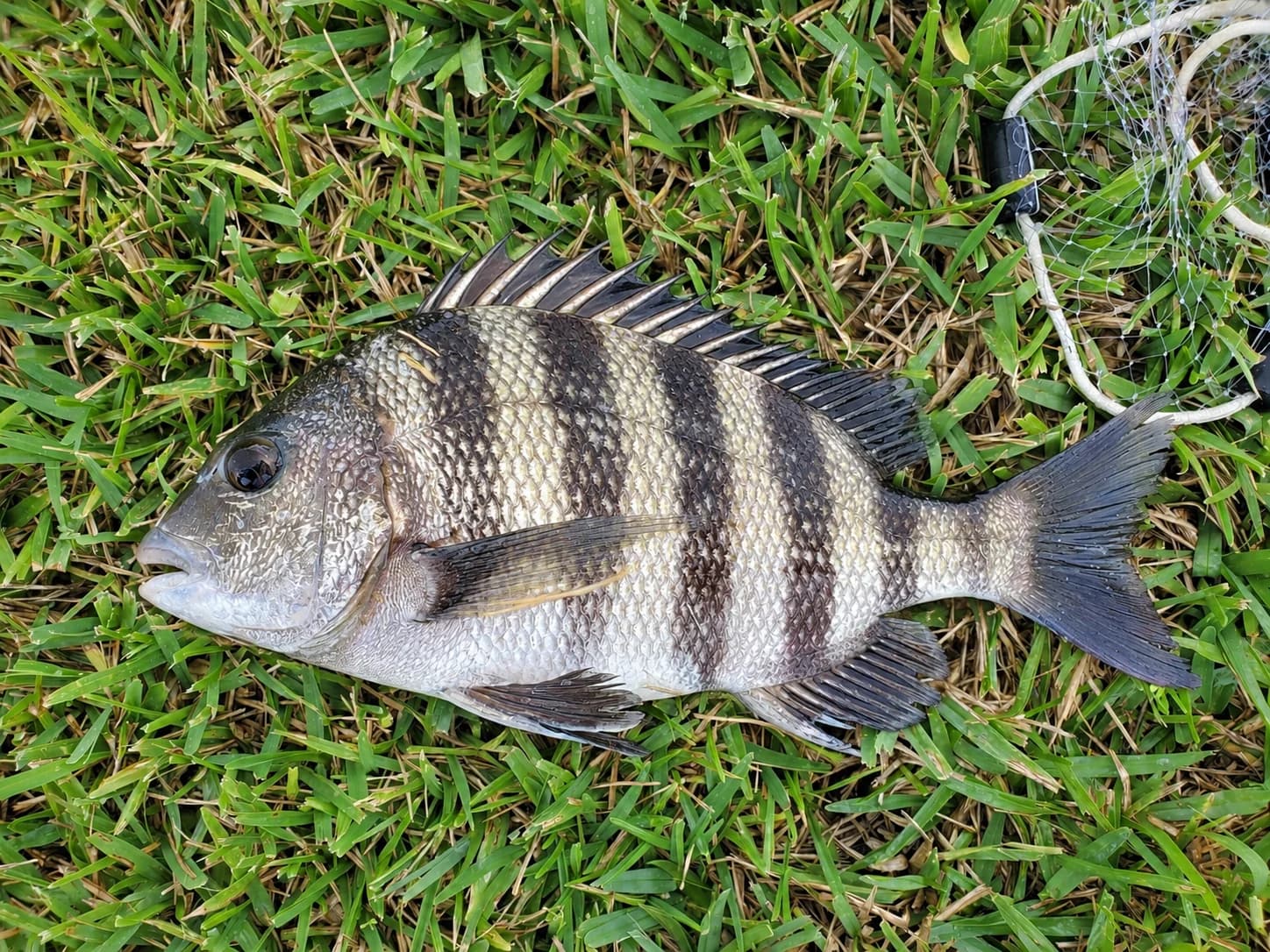 Sheepshead