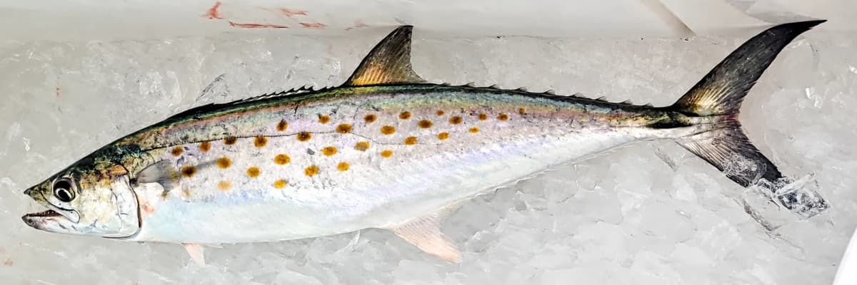 Atlantic Spanish mackerel