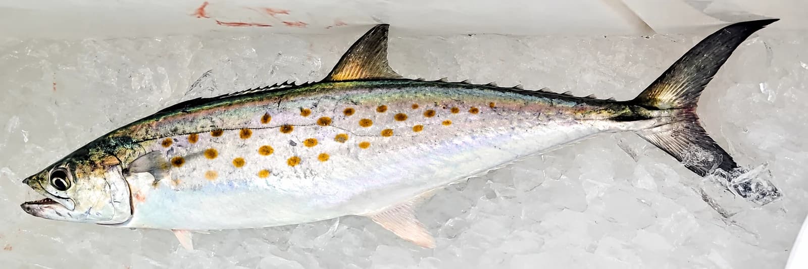 Atlantic Spanish mackerel