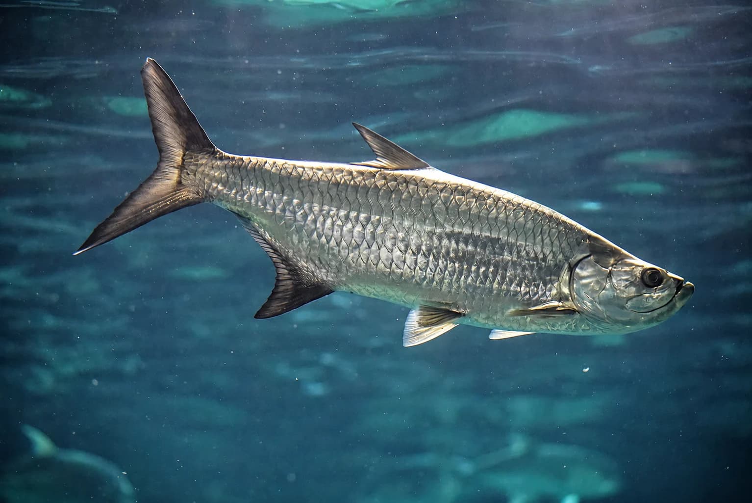 Atlantic tarpon