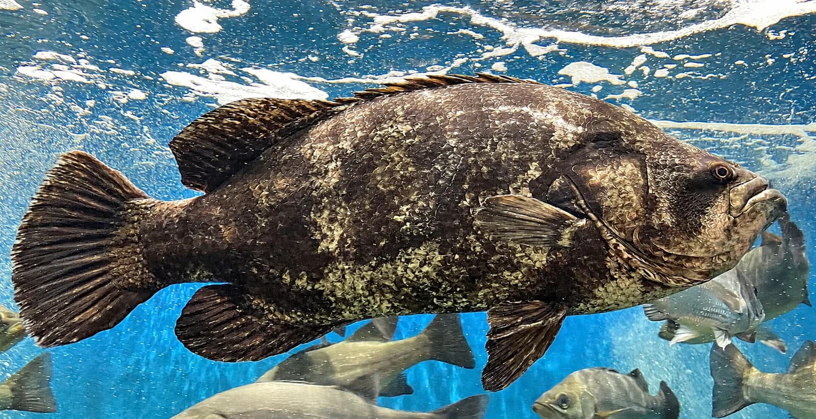 Atlantic tripletail