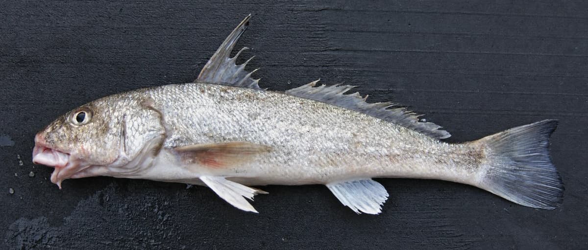 Southern kingfish (whiting)