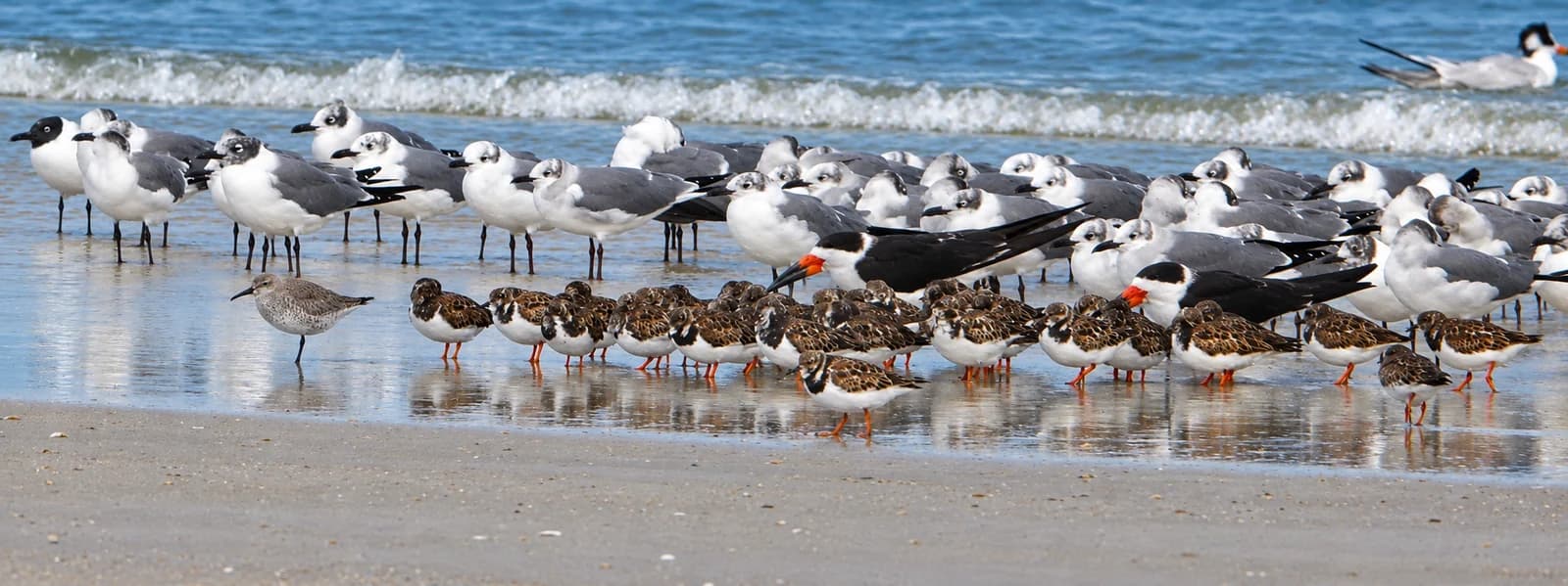 Shorebirds on the beach at Huguenot Memorial Park